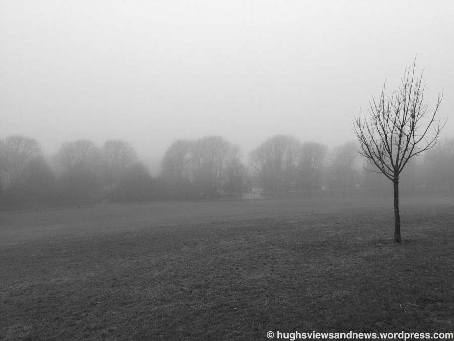 #death #trees #fog #life
