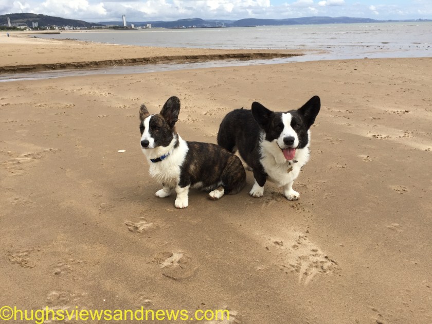 #photography #WordPress #space #dogs #corgis