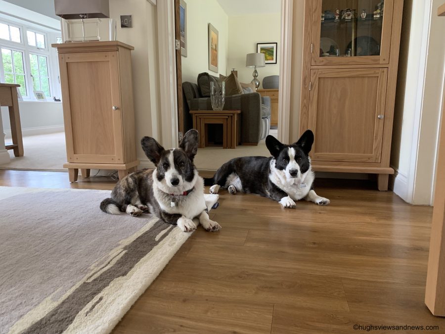 Can Dogs Solve Murders?