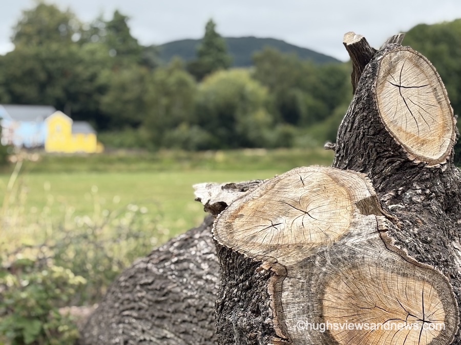 A photo of the ends of a tree trunk that has been cut down. The rings on the inside of the trunk are visible. In the background are some colourful buildings, trees and plantlife.