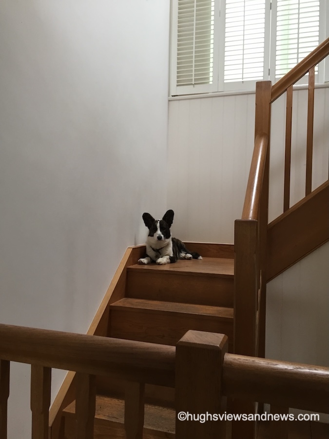 A small black-and-white Cardigan Welsh Corgi with large pointed ears sitting on a wooden staircase landing inside a brightly lit home. The dog looks directly at the camera with wooden banisters in the foreground and a window with white shutters above the landing.